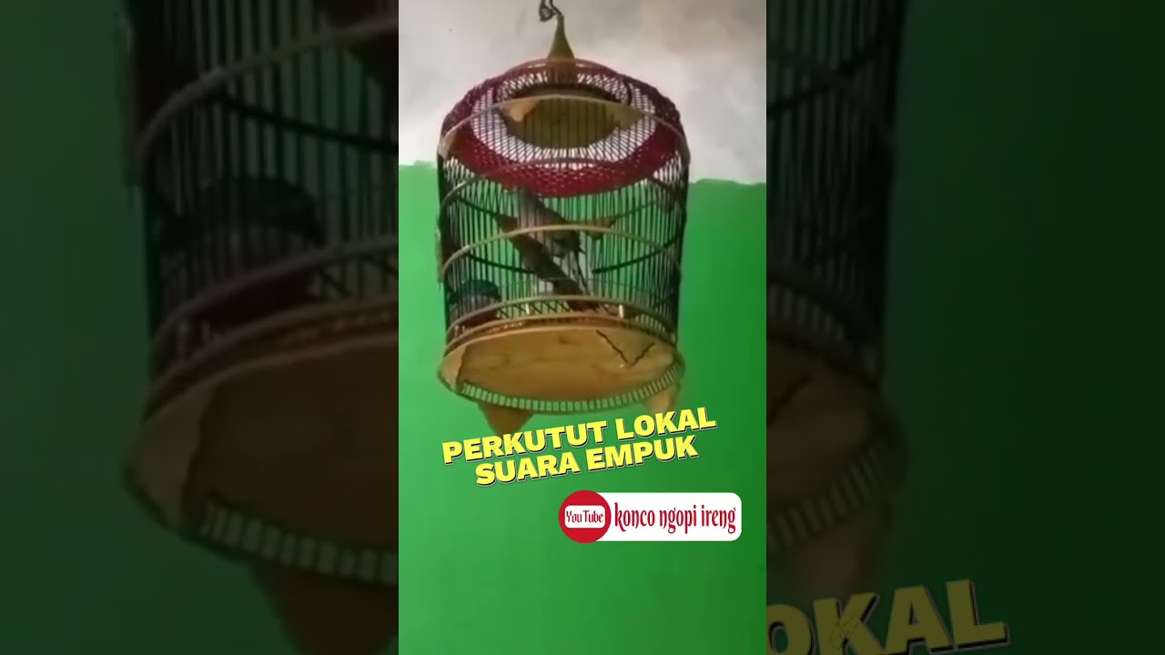 PANCINGAN PERKUTUT LOKAL TEGAL SUARA EMPUK #pancinganperkututagarbunyi #koncongopi