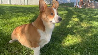 Corgi in the outdoors