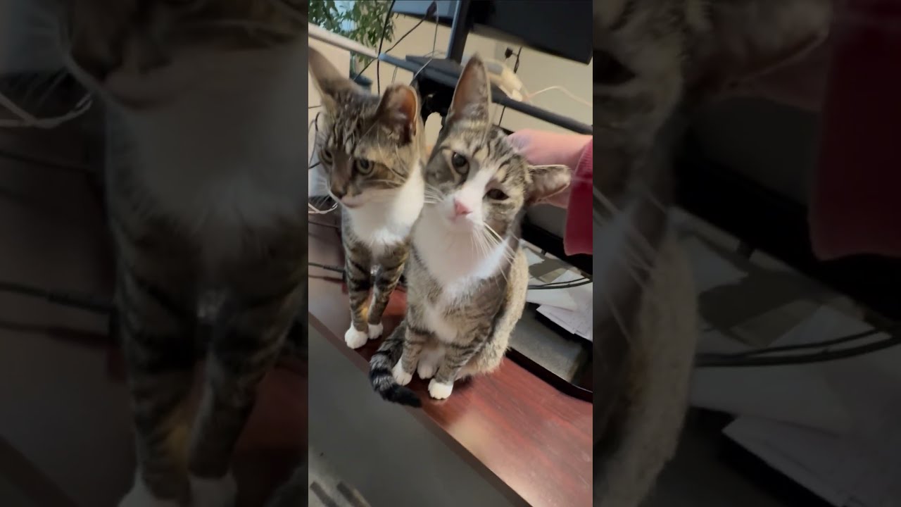  Rescue Kittens Start Your Day W Best GoodMorning Will Love You Forever Feral Cat Catshorts