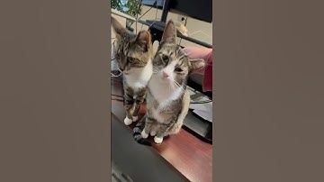 Thumbnail of #rescue #kittens start your day w/best #GoodMorning & will love you forever.  #feral #cat #catshorts