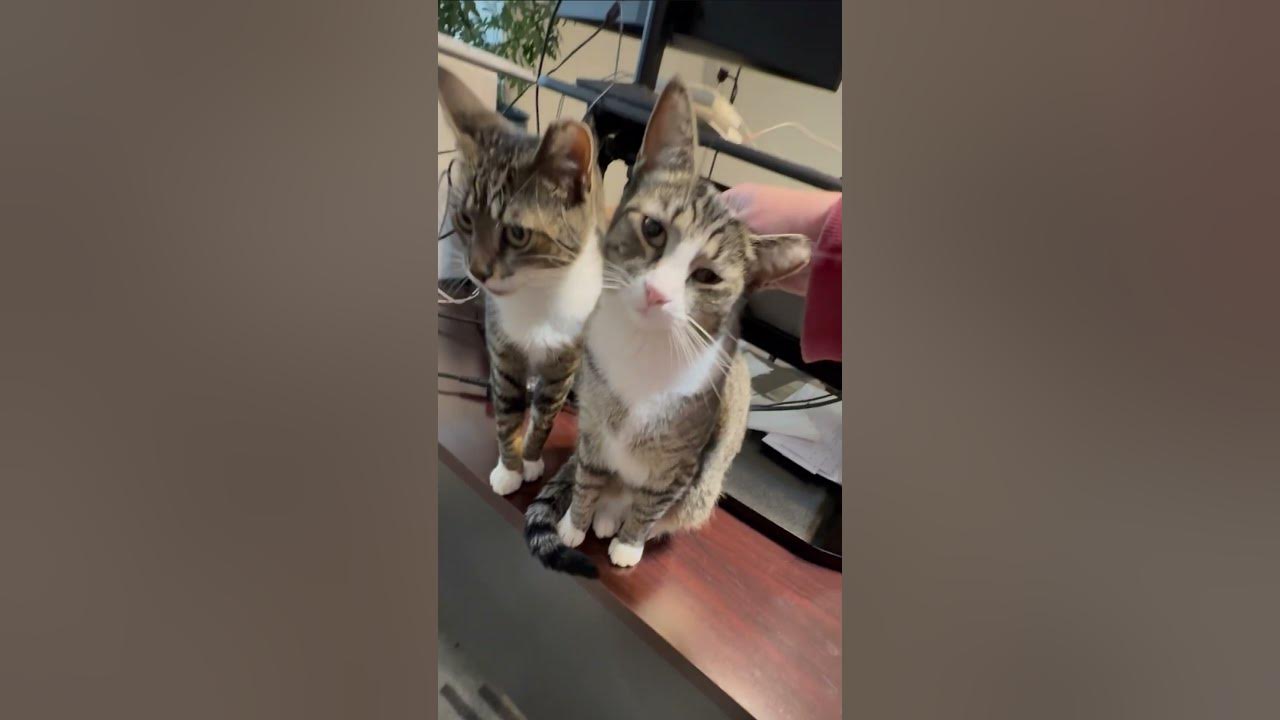 #rescue #kittens start your day w/best #GoodMorning & will love you forever.  #feral #cat #catshorts