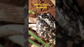 Celebrity Baby Carpet Python Wealth