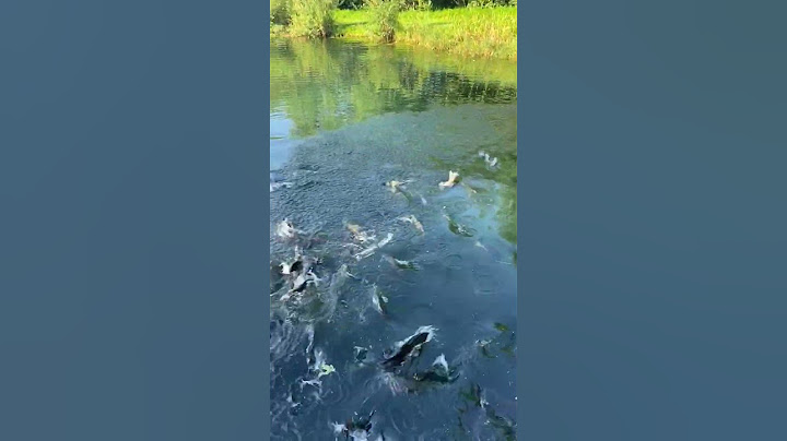 Feeding a Pond Full of Fish || ViralHog