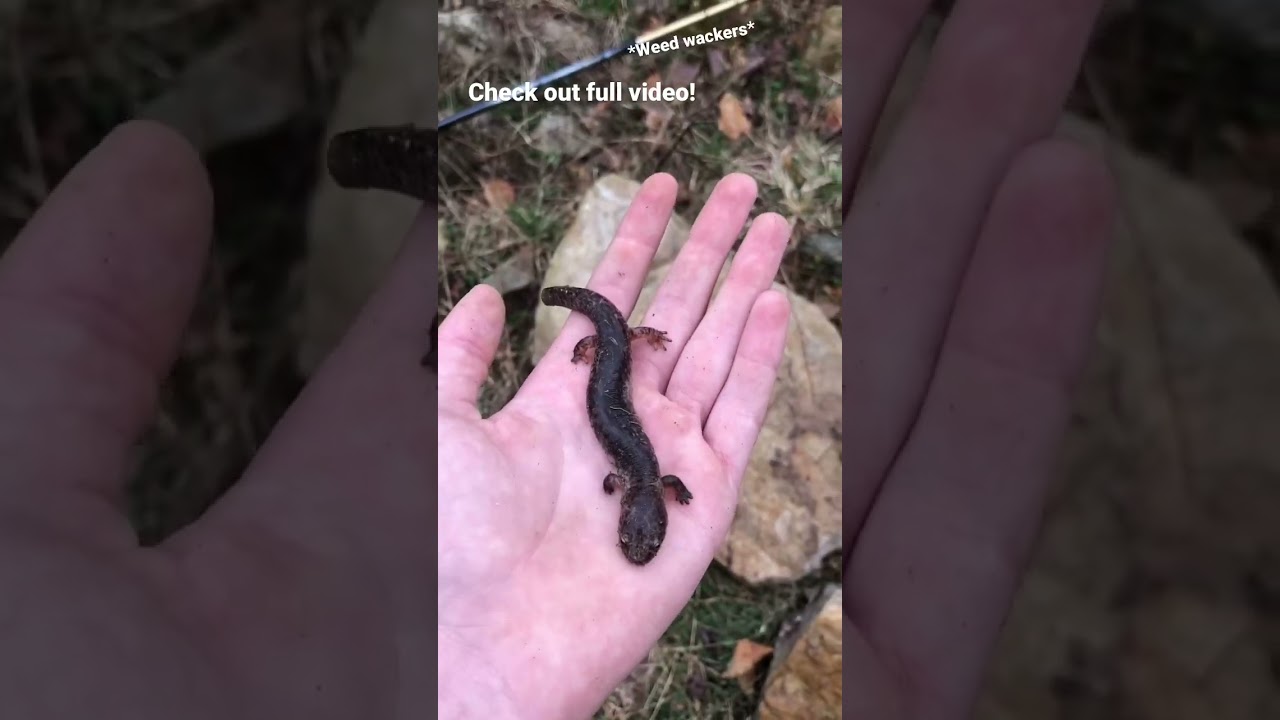 Rare salamanders! 