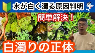 【完全解決】メダカ水槽の水が白濁ってしまう原因と解決策