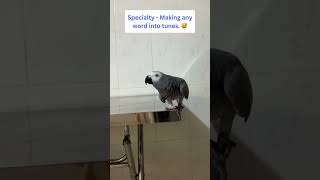 🎶 Parrot Rocky Can Turn Any Word into Tunes 🦜🥰 #africangrey #talkingparrot #cuteparrot #funnyparrot by Rocky and The Flock 354 views 3 months ago 1 minute, 16 seconds