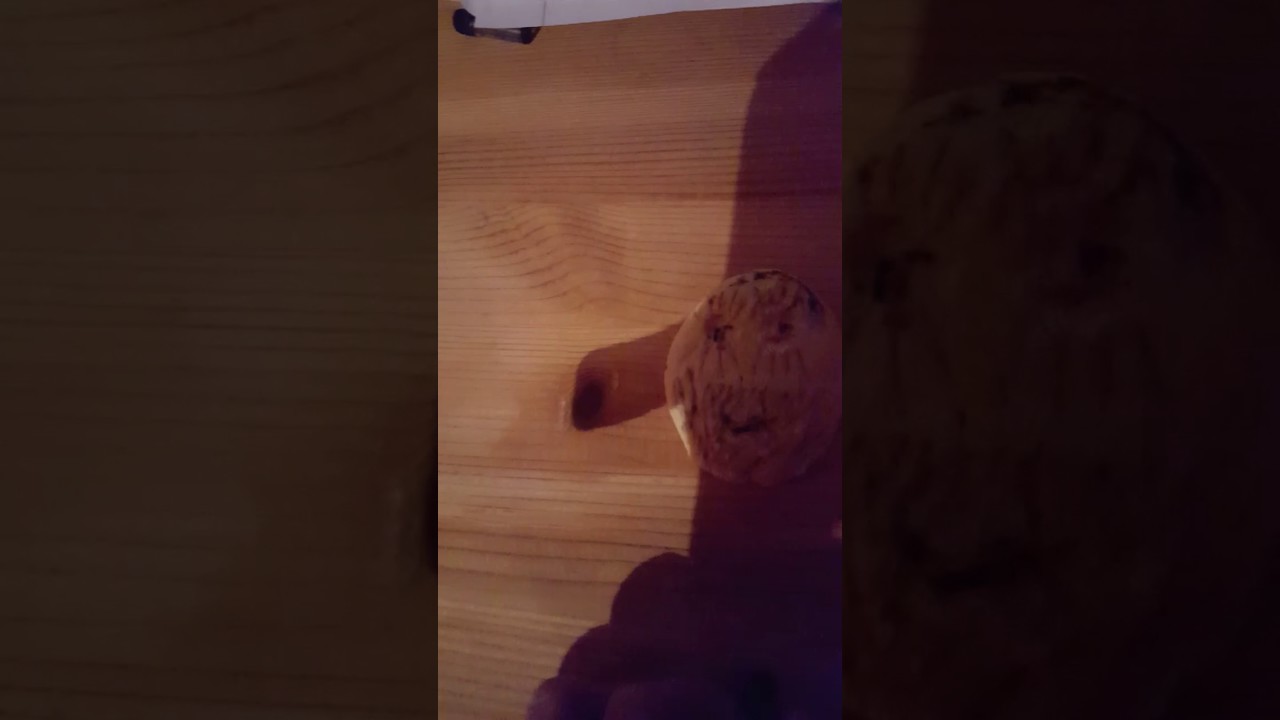 Moin Jungs Wo Kommt Das Geräusch Her Original Moin Jungs [PLÄTZCHEN VERSION] - YouTube