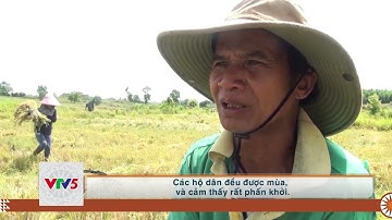 [TIẾNG DAO] VÙNG CAO PHÚ YÊN ĐƯỢC MÙA LÚA NƯỚC | VTV5