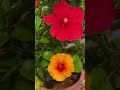 Aaja Sanam madhur chandni ki sang#shorts#shortsvideo #flowers#greenlove#