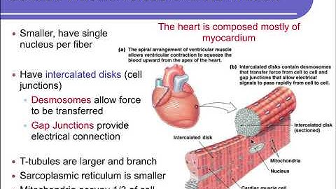 Physiology Ch 14 Cardiovascular