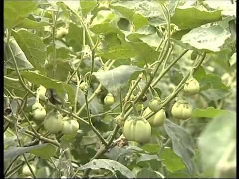 ⁣African Traditional Crops for Health and Wealth - Kenya | 2011