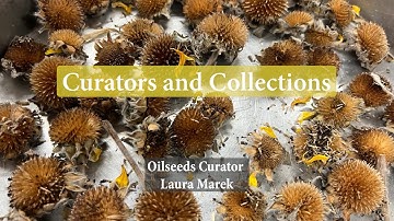 Oilseed Curator Laura Marek | Curators and Collections