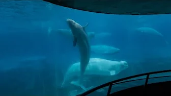 WATCH: Premier Doug Ford on saving the whales in Marineland