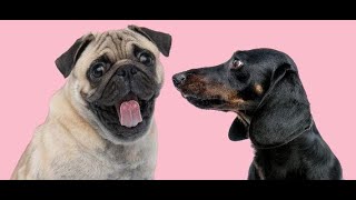 افضل ١٠ انواع كلاب صغيرة الحجم للمبتدئين( Small Dog Breeds for first time owners)