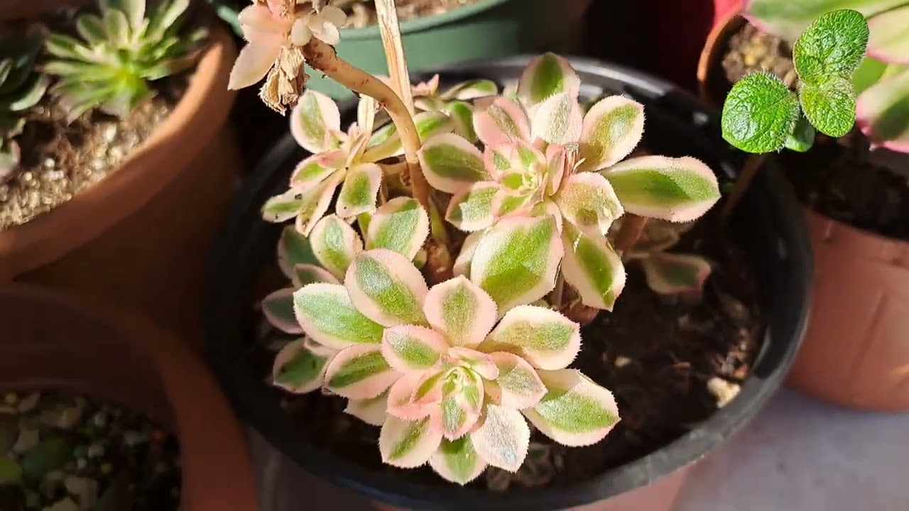 Hayırlı Ramazanlar 🤗🥰#keşfet #succulent #ytdayibenionecikarnolur ##keşfetduş #plants##keşfetteyiz #