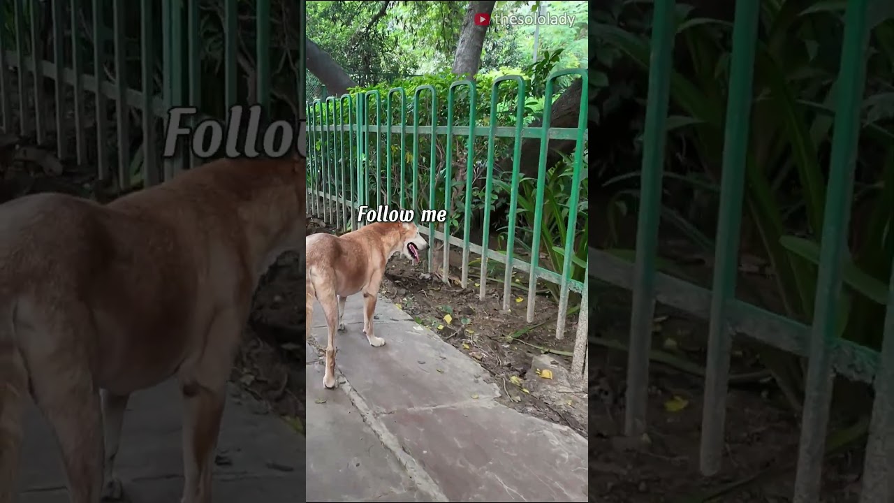 Deers at Hauz Khas Deer Park, Delhi 
