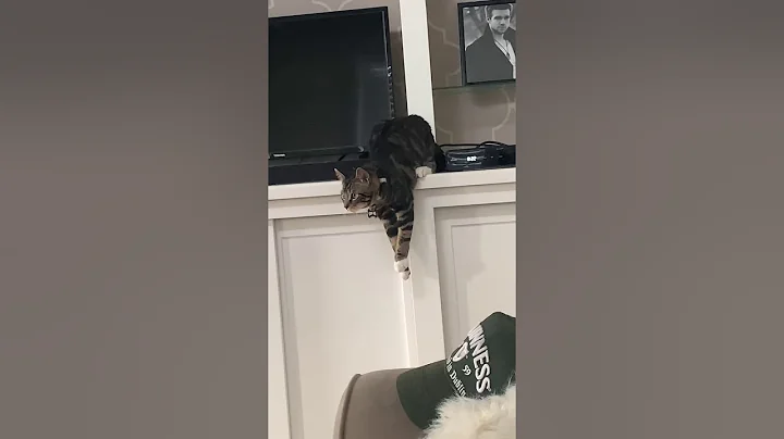 Crazy cat