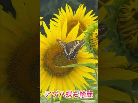 三春町芹ヶ沢のひまわり畑のひまわりが咲き始め綺麗な花とアゲハ蝶。#shorts