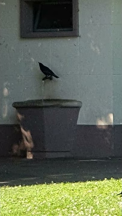 Crows Drink Water YouTube crows-drink-water-youtube
