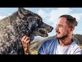 САМЫЙ ГИГАНТСКИЙ ВОЛК В МИРЕ! НЕВЕРОЯТНАЯ ИСТОРИЯ ПОЛЯРНОГО ВОЛКА! Giant wolf in the world!