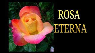 how to make an eternal rose