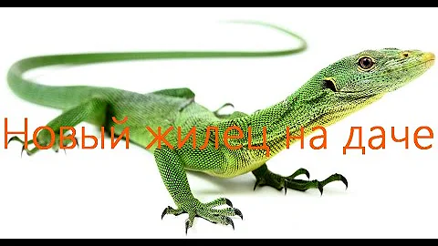 Зеленая ящерица