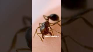 Ant death circle 😨😱 By ( Ubaid Mirza Shorts ) #shorts