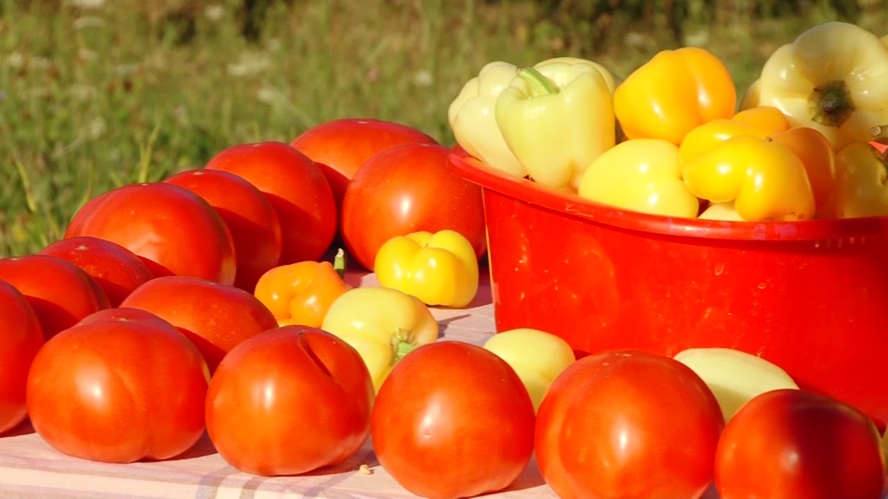 Svet baštovanstva ep. 75 06.09.2019. Paradajz, volovsko srce, suve šljive