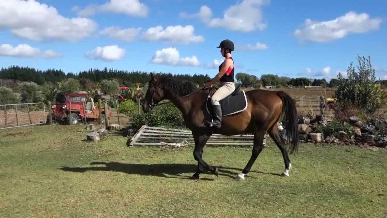 Generous Horse For Sale - YouTube
