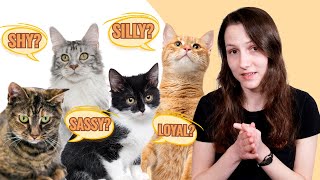 Does Your Cat's Color Affect Their Personality? The Truth by Cats 10,441 views 5 months ago 9 minutes, 4 seconds