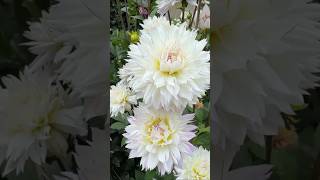 Beautiful Flowers Garden 🌸 | Relaxing Music for Mind Calmness | SM Nature & Flower Vlogs