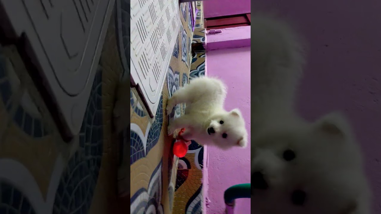 Matikita boss 🤣🤣 