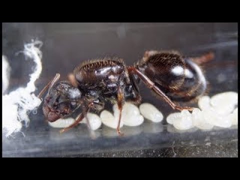 Как поднять колонию