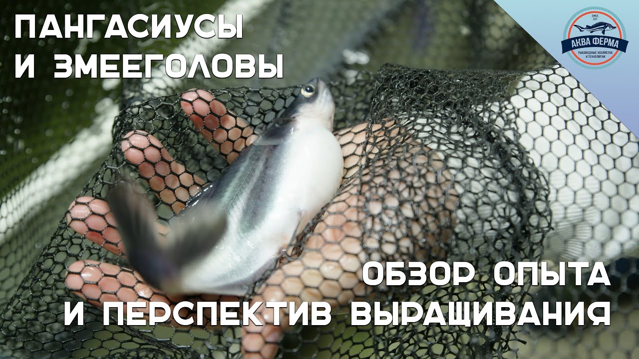 Пангасиусы и змееголовы - Обзор опыта и перспектив выращивания