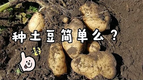 想種土豆來看這個視頻 - 天天要聞