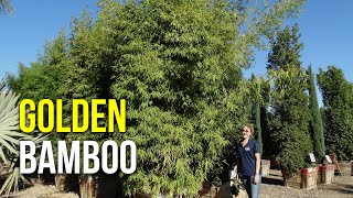 Moon Valley Nurseries Golden Bamboo