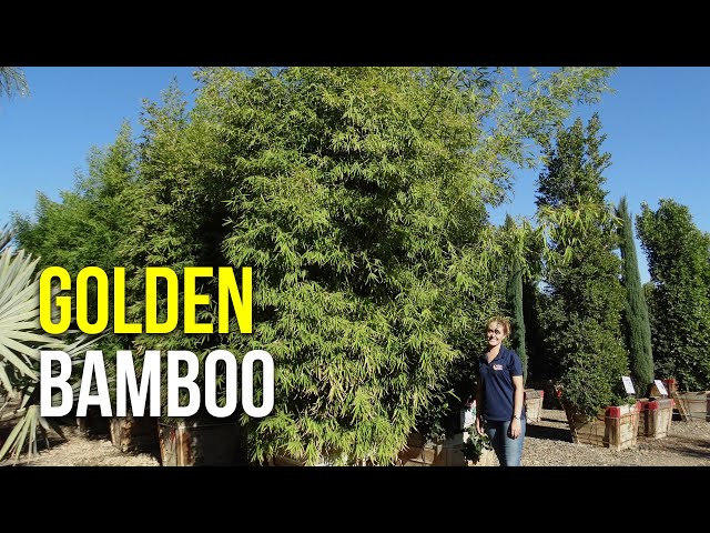 Golden Bamboo class=