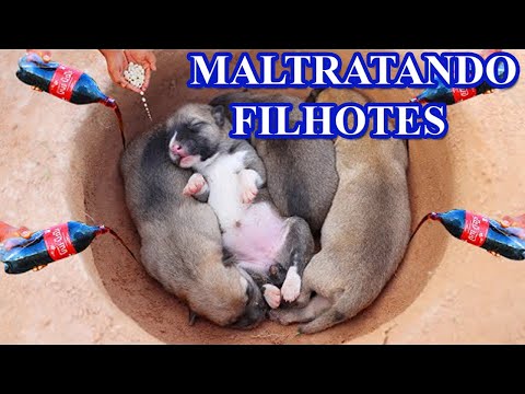 Vídeo: Filhote De Cachorro Estrangulado Em Cães