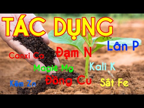 Video: Những Tác Dụng Có Lợi Của Thực Vật. Phần 4