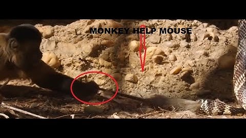 Unbelievable Monkey Save Mouse From Snake Hunting | Top Snake vs Prey