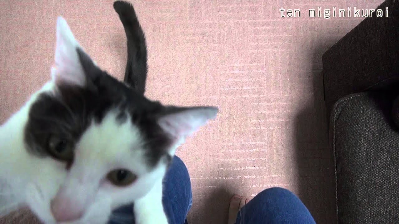 待ち切れない猫 Cat cannot wait for cat food. - YouTube