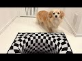 ２歳になるチワックスにトリックアートの落とし穴を仕掛けたら反応が・・・