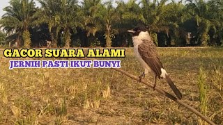 SUARA BURUNG KUTILANG GACOR MEMANGGIL LAWAN || SUARA ASLI TANPA ISIAN