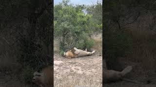 Lion taking a serious rest #reel #short #lion #sagari #wildlifephotography