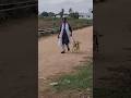 Dog training available 9490100919 #labrador  #viralshorts