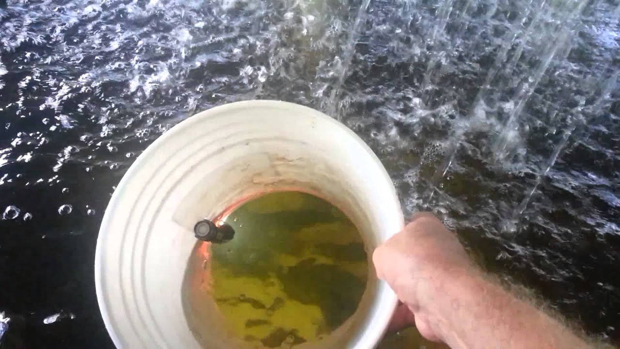 View Fish with Bucket (OGV#101) 