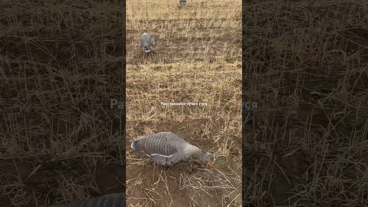 Правильная расстановка чучел гуся.