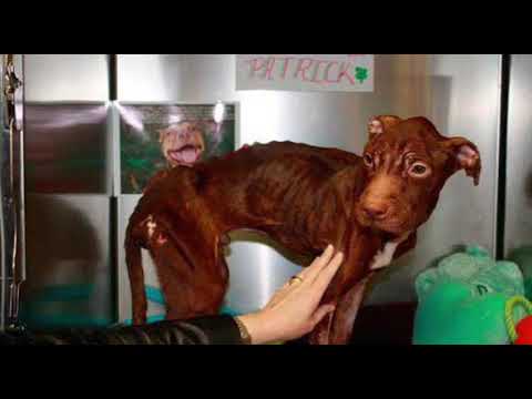 Video: Kako podići psa iz zemlje