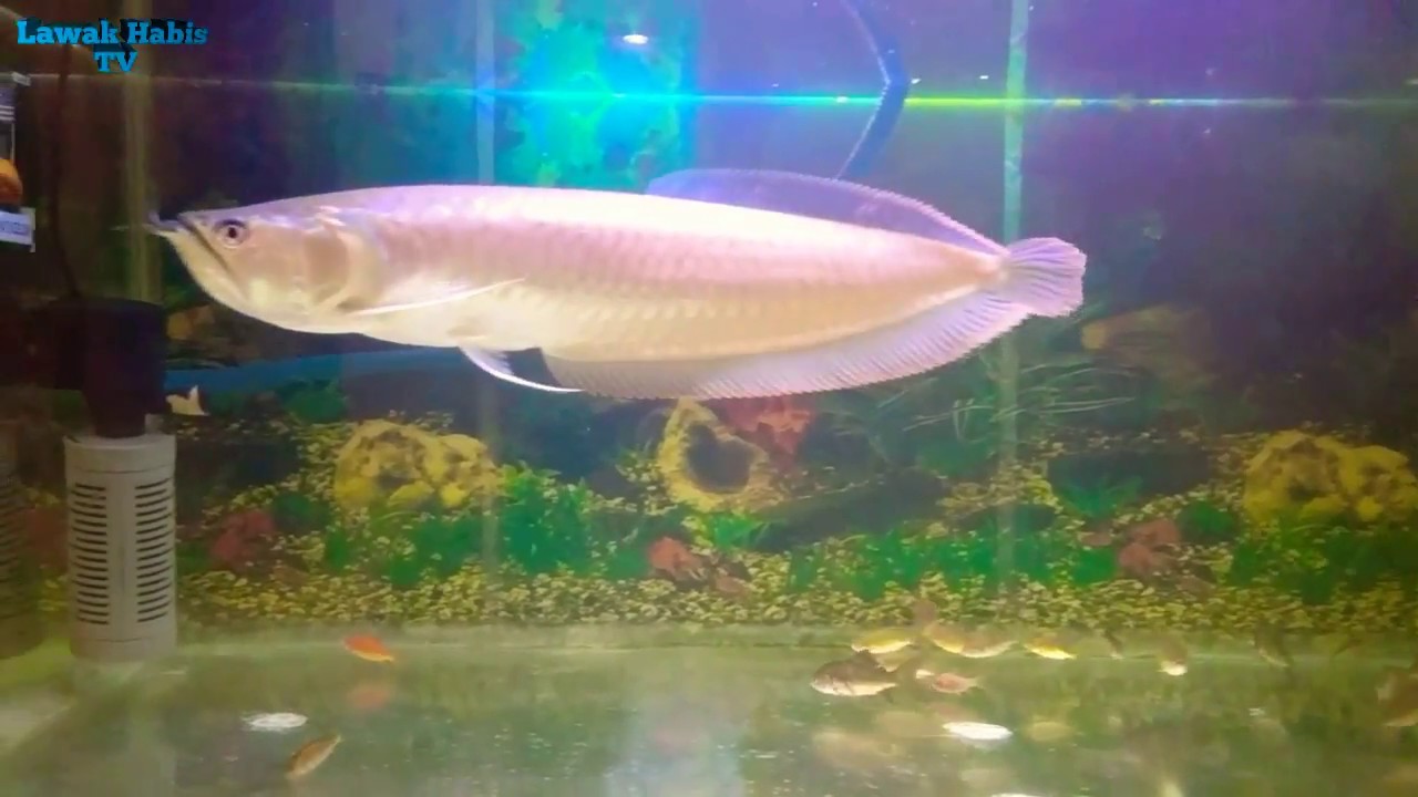 Ikan Arwana cantik di dalam aquarium - YouTube