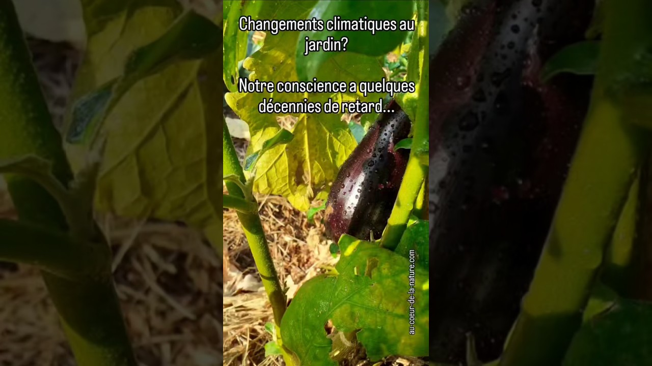 #Changements #climatiques au #potager : le temps de l'#adaptation #permaculture #ecoledejardinage